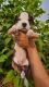 American Pit Bull Terrier Puppies for sale in Meerut, Uttar Pradesh, India. price: 12000 INR