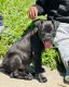 American Pit Bull Terrier Puppies for sale in Cleveland, OH, USA. price: $600