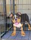 American Pit Bull Terrier Puppies for sale in Marietta, GA, USA. price: $3,000
