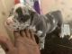 American Pit Bull Terrier Puppies for sale in Orlando, FL, USA. price: $6,000