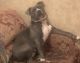 American Pit Bull Terrier Puppies for sale in Lewes, DE 19958, USA. price: NA