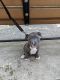 American Pit Bull Terrier Puppies for sale in Baltimore, MD, USA. price: $600