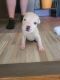 American Pit Bull Terrier Puppies for sale in Midlothian, IL 60445, USA. price: NA