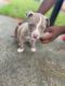 American Pit Bull Terrier Puppies for sale in Port Arthur, TX, USA. price: NA
