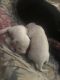 American Pit Bull Terrier Puppies for sale in Guntersville, AL, USA. price: NA