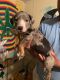 American Pit Bull Terrier Puppies for sale in Stockbridge, GA, USA. price: NA