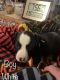 American Pit Bull Terrier Puppies for sale in Bay, AR 72411, USA. price: $100