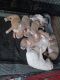 American Pit Bull Terrier Puppies for sale in Brighton, CO, USA. price: $700