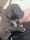 American Pit Bull Terrier Puppies for sale in Ypsilanti Charter Twp, MI, USA. price: NA