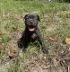 American Pit Bull Terrier Puppies for sale in 1029 Hansen St E, Lehigh Acres, FL 33974, USA. price: NA