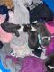 American Pit Bull Terrier Puppies for sale in Irvington, NJ 07111, USA. price: NA
