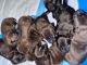 American Pit Bull Terrier Puppies for sale in 1930 Salt Point Turnpike, Salt Point, NY 12578, USA. price: $700