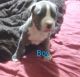 American Pit Bull Terrier Puppies for sale in Phoenix, AZ 85017, USA. price: $400