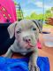 American Pit Bull Terrier Puppies for sale in Encino, Los Angeles, CA, USA. price: NA