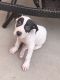 American Pit Bull Terrier Puppies for sale in El Paso, TX, USA. price: $200