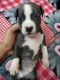 American Pit Bull Terrier Puppies for sale in Gurugram, Haryana, India. price: 13000 INR