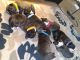 American Pit Bull Terrier Puppies for sale in Washington, DC, USA. price: NA