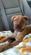 American Pit Bull Terrier Puppies for sale in Pittsburgh, PA, USA. price: NA