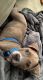 American Pit Bull Terrier Puppies for sale in Middletown, OH, USA. price: NA