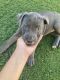 American Pit Bull Terrier Puppies for sale in Phoenix, AZ, USA. price: $200