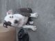 American Pit Bull Terrier Puppies for sale in Garden Grove, CA, USA. price: $600