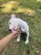 American Pit Bull Terrier Puppies for sale in Charlotte, NC, USA. price: $500