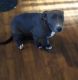 American Pit Bull Terrier Puppies for sale in Tecumseh, OK, USA. price: NA