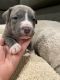 American Pit Bull Terrier Puppies for sale in San Diego, CA, USA. price: $700