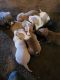 American Pit Bull Terrier Puppies for sale in Grand Rapids, MI, USA. price: $350