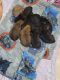 American Pit Bull Terrier Puppies for sale in Fort Wayne, IN, USA. price: $850