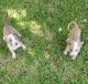 American Pit Bull Terrier Puppies for sale in Fort Worth, TX, USA. price: $250