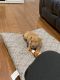 American Pit Bull Terrier Puppies for sale in Glen Allen, VA, USA. price: $550