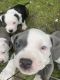 American Pit Bull Terrier Puppies for sale in Fraser, MI 48026, USA. price: $200