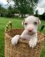 American Pit Bull Terrier Puppies for sale in Eatontown, NJ, USA. price: $900