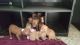 American Pit Bull Terrier Puppies for sale in Lakeview, AR 72642, USA. price: NA