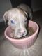 American Pit Bull Terrier Puppies for sale in Temple Terrace, FL, USA. price: NA