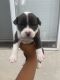 American Pit Bull Terrier Puppies for sale in Stockton, CA, USA. price: NA