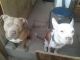 American Pit Bull Terrier Puppies for sale in 108 Columbia Dr SE, Albuquerque, NM 87106, USA. price: NA
