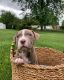 American Pit Bull Terrier Puppies for sale in Eatontown, NJ, USA. price: $1,000