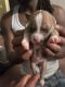American Pit Bull Terrier Puppies for sale in Mojave, CA 93501, USA. price: $500