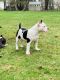 American Pit Bull Terrier Puppies for sale in Cleveland, OH, USA. price: $1