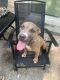 American Pit Bull Terrier Puppies for sale in Jonesboro, GA, USA. price: NA