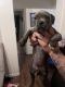 American Pit Bull Terrier Puppies for sale in San Diego, CA, USA. price: $500