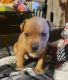 American Pit Bull Terrier Puppies for sale in Wilkes-Barre, PA, USA. price: $1,500