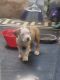 American Pit Bull Terrier Puppies for sale in Charlotte, NC, USA. price: $200