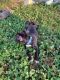 American Pit Bull Terrier Puppies for sale in Memphis, TN, USA. price: $250