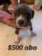 American Pit Bull Terrier Puppies for sale in Española, NM 87532, USA. price: NA