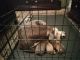American Pit Bull Terrier Puppies for sale in Orange, TX, USA. price: $200