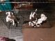 American Pit Bull Terrier Puppies for sale in Conway, AR, USA. price: $150