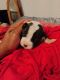 American Pit Bull Terrier Puppies for sale in McKeesport, PA, USA. price: $600